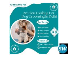 The Best Dog Grooming in Delhi