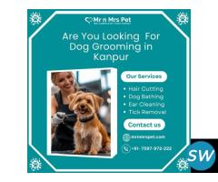 Best Dog Grooming in Kanpur