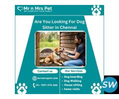 Dog Sitter in Chennai at Affordable Price