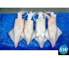 Frozen Needle Squid Supplier and Exporter - 1