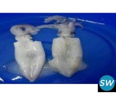 Frozen White Squid Seafood Supplier and Exporter