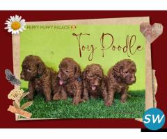 Poodle Puppies For Sale in Vijayawada