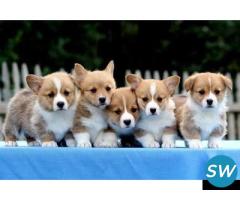 Pembroke Welsh Corgi Puppies For Sale - 1