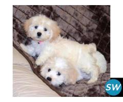 Cockapoo Puppies For Sale in Vijayawada - 1