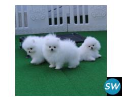 Toy Pom Puppies For Sale in Vijayawada - 1