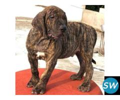 Presa Canario Puppies For Sale in Vijayawada - 1