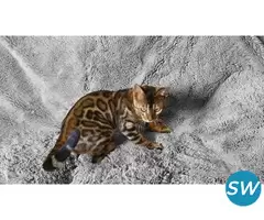 Bengal Kitten in Imphal - 1