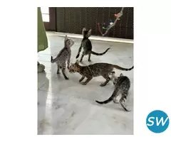 Bengal Kitten in Imphal - 2