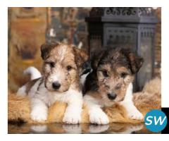 Fox Terrier Wire Puppies For Sale in Vijayawada