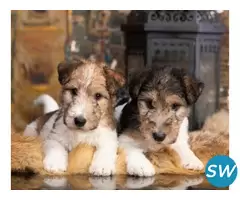 Fox Terrier Wire Puppies For Sale in Vijayawada - 1
