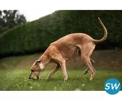 Rampur Hound Puppies For Sale in Vijayawada - 1