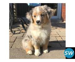 Australian Shepherd Puppies For Sale in Vijayawada - 1