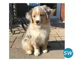Australian Shepherd Puppies For Sale in Vijayawada - 1