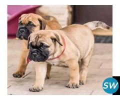 Bullmastiff Puppies For Sale in Vijayawada