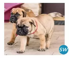 Bullmastiff Puppies For Sale in Vijayawada - 1