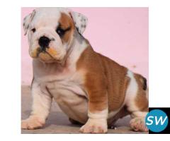 British Bulldog Puppies For Sale in Vijayawada