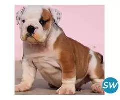 British Bulldog Puppies For Sale in Vijayawada - 1