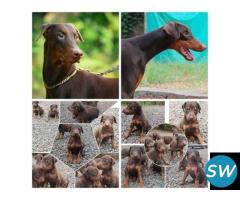 Doberman Pinscher Puppies For Sale in Vijayawada - 1