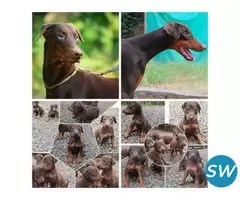 Doberman Pinscher Puppies For Sale in Vijayawada - 1