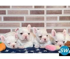 French Bulldog Puppies For Sale in Vijayawada