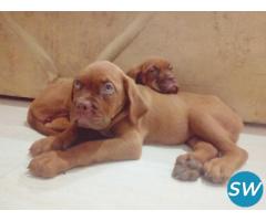 French Mastiff Puppies For Sale in Vijayawada - 1