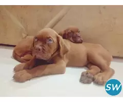French Mastiff Puppies For Sale in Vijayawada - 1