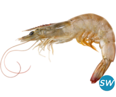 Suppliers of FROZEN VANNAMEI SHRIMP - 1