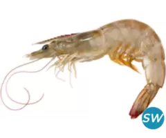 Suppliers of FROZEN VANNAMEI SHRIMP - 1