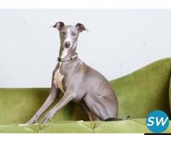 Greyhound Puppies For Sale in Vijayawada - 1