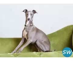 Greyhound Puppies For Sale in Vijayawada - 1