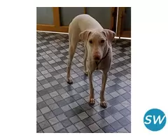 Rajapalayam Puppies For Sale in Vijayawada - 1