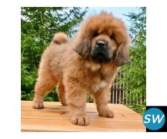 Tibetan Mastiff Puppies For Sale in Vijayawada