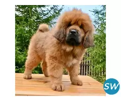 Tibetan Mastiff Puppies For Sale in Vijayawada - 1