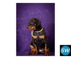 European Doberman Puppies For Sale in Vijayawada