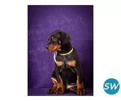European Doberman Puppies For Sale in Vijayawada - 1