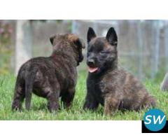 Dutch Shepherd Puppies For Sale in Guwahati - 1