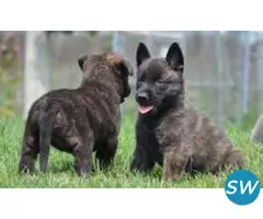 Dutch Shepherd Puppies For Sale in Guwahati - 1