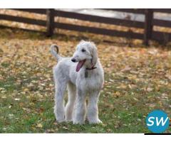 Afghan Hound Puppies For Sale in Guwahati - 1