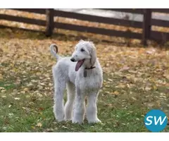 Afghan Hound Puppies For Sale in Guwahati - 1