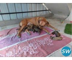 Rhodesian Ridgeback Puppies For Sale in Coimbatore