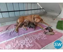 Rhodesian Ridgeback Puppies For Sale in Coimbatore - 1