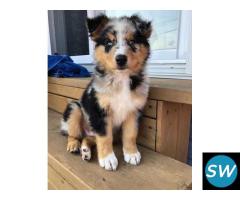 Australian Shepherd Puppies For Sale in Coimbatore - 1