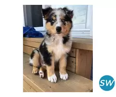 Australian Shepherd Puppies For Sale in Coimbatore - 1