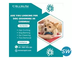 The Best Dog Grooming in Chennai - 1