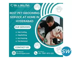 Best Pet Grooming Service at Home in Hyderabad