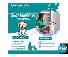 Best Dog Grooming in Hyderabad at Affordable Price