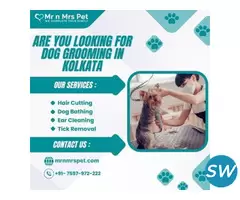 Best Dog Grooming at Home in Kolkata