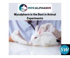 Ethical Experiments On Animals