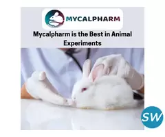 Ethical Experiments On Animals - 1