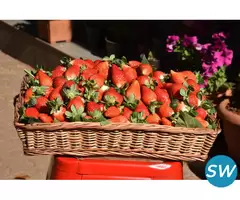 Mahabaleshwar’s Finest 5-Star Hotels